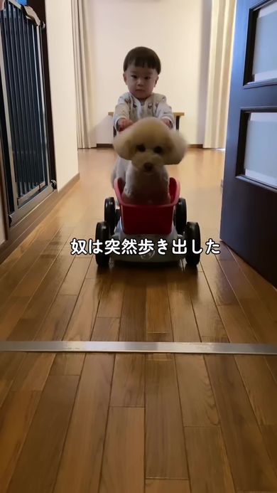 歩けるまでに成長した男の子におもちゃの車を押してもらうワンコ