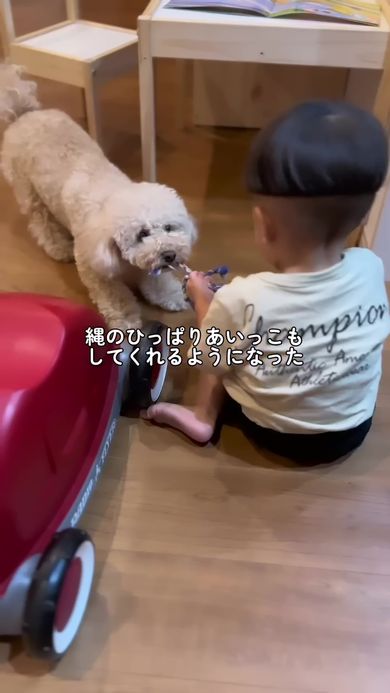 縄の引っ張り合いをして遊ぶワンコと男の子