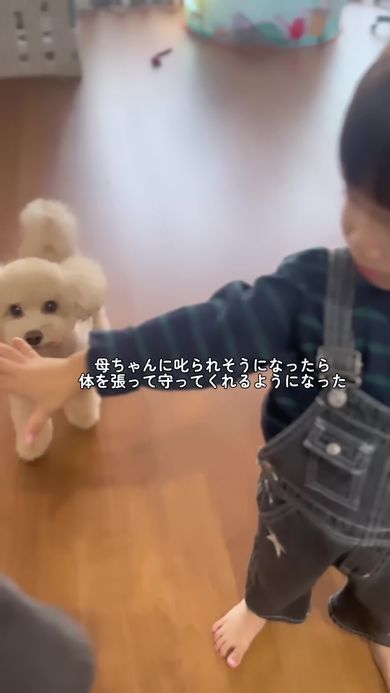 ママに怒られそうになったワンコをかばう男の子