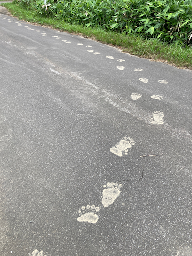 ヒグマの足跡
