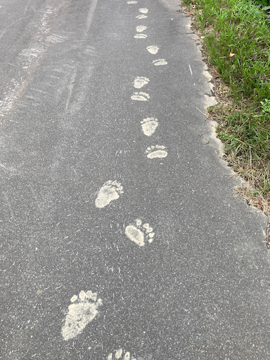 ヒグマの足跡