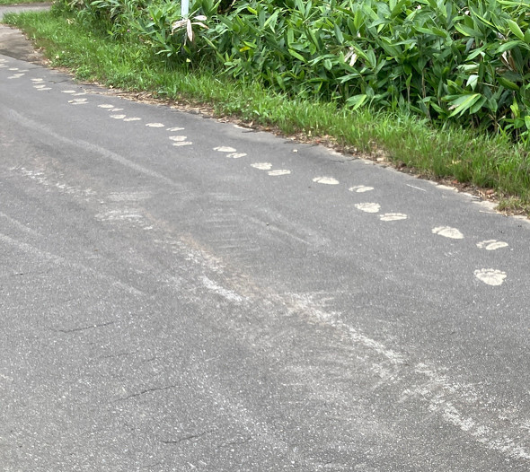 ヒグマの足跡