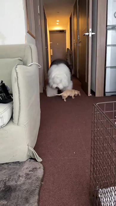 ダックスフントを避けるオールドイングリッシュシープドッグ