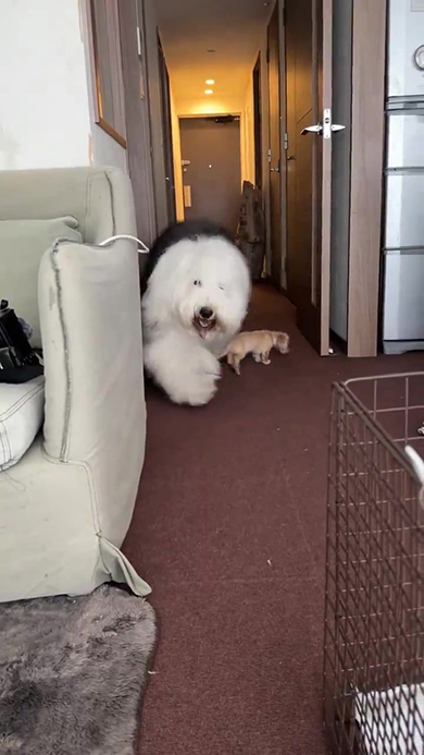 走りはじめのオールドイングリッシュシープドッグ