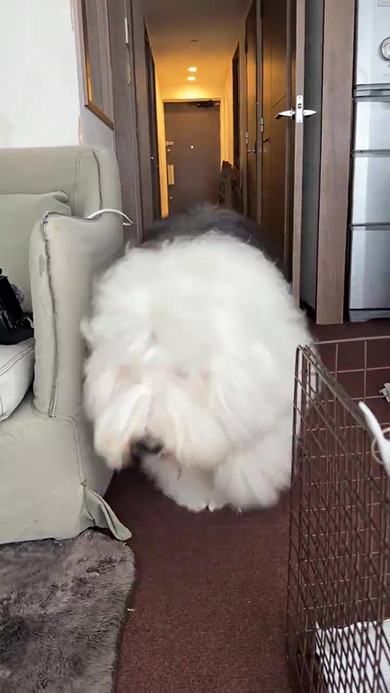 手前に向かってダッシュするオールドイングリッシュシープドッグ