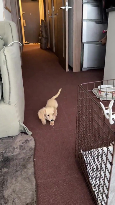 ダックスフント