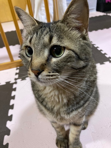 座っている猫ちゃん