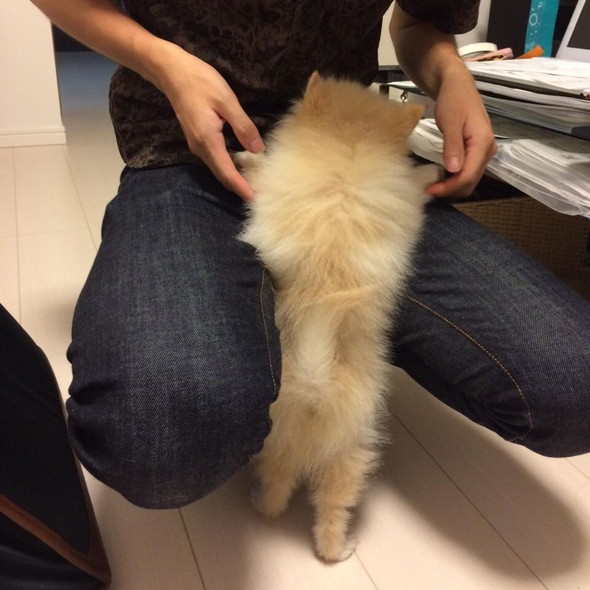 ポメラニアンのワンコの後ろ姿