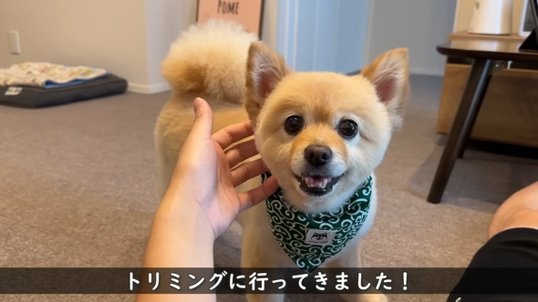 柴犬カットをしたポメラニアンのワンコ