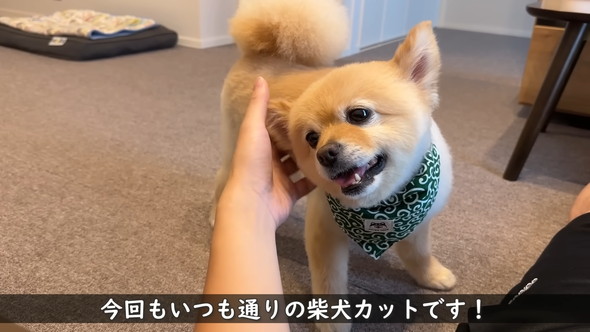 柴犬カットをしたポメラニアンのワンコ