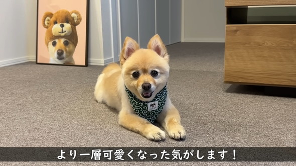 柴犬カットをしたポメラニアンのワンコ