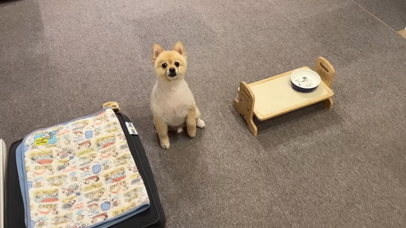 柴犬カットをしたポメラニアンのワンコ