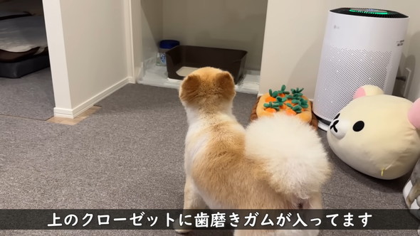 柴犬カットをしたポメラニアンのワンコ