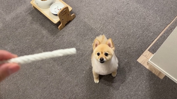 柴犬カットをしたポメラニアンのワンコ