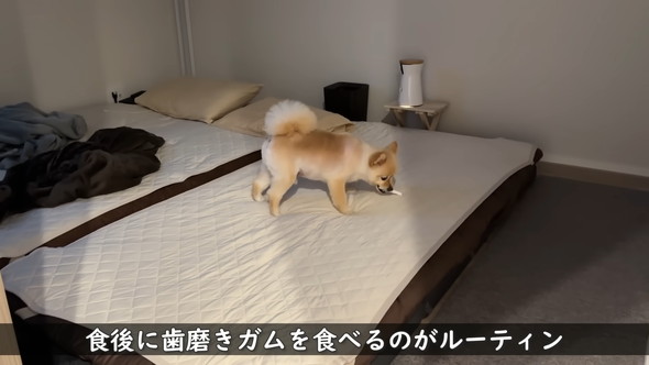 柴犬カットをしたポメラニアンのワンコ