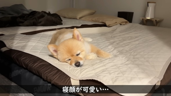 柴犬カットをしたポメラニアンのワンコ