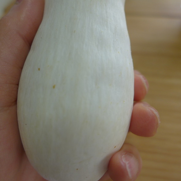 鳥さんの白いおなかのようなもの