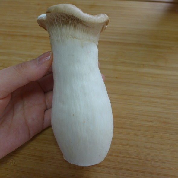 鳥さんの白いおなかのようなもの