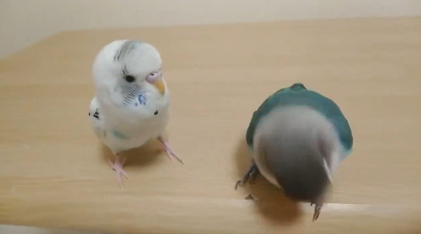 漫才すぎるインコたち