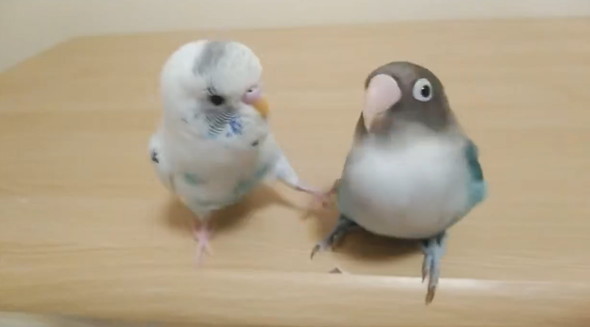 漫才すぎるインコたち