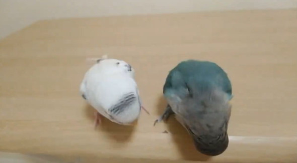 漫才すぎるインコたち