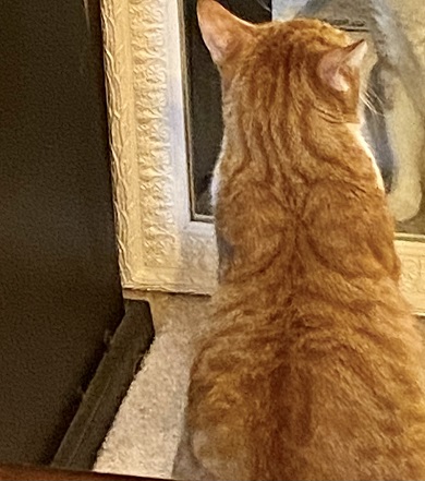 鏡を見ているニャンコの後ろ姿