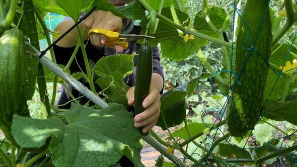 キュウリの収穫