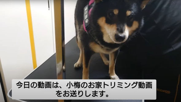柴犬のお尻を桃尻カット