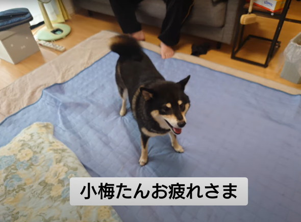 柴犬のお尻を桃尻カット