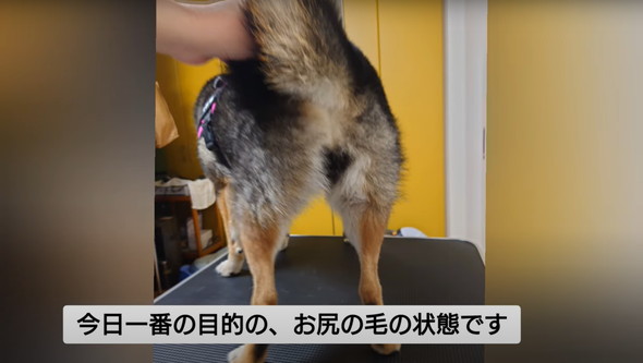 柴犬のお尻を桃尻カット