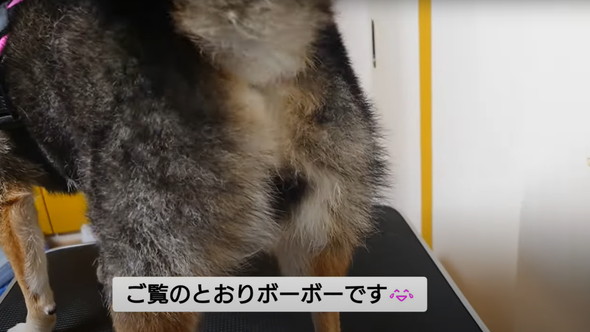柴犬のお尻を桃尻カット