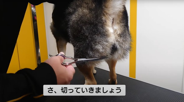 柴犬のお尻を桃尻カット