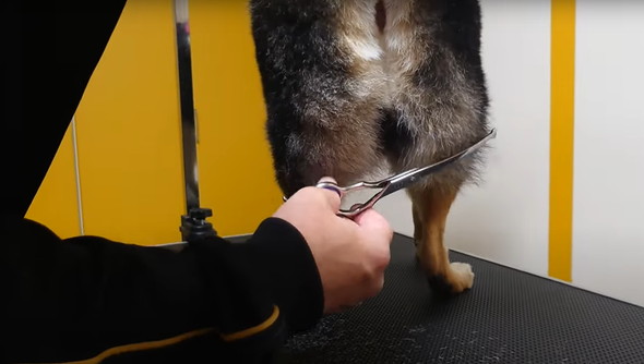 柴犬のお尻を桃尻カット