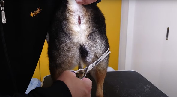 柴犬のお尻を桃尻カット