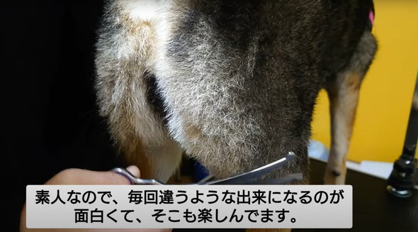 柴犬のお尻を桃尻カット