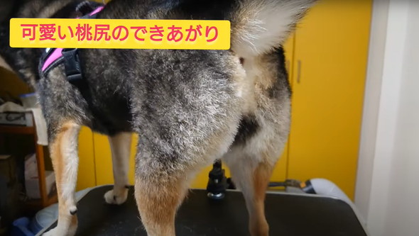 柴犬のお尻を桃尻カット