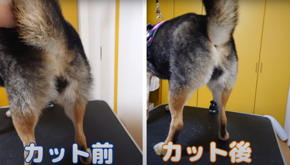 柴犬のお尻を桃尻カット