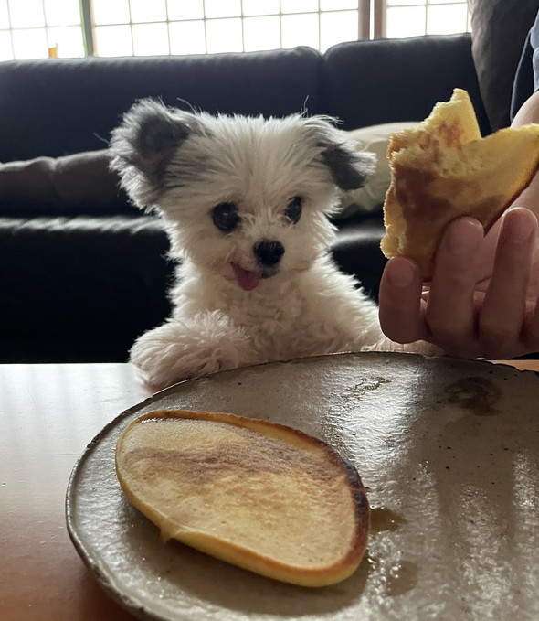 パンケーキ狙うワンコ