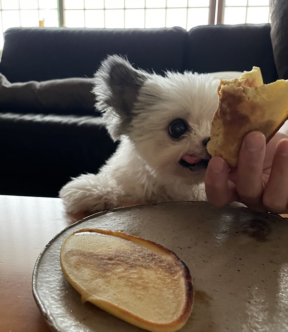 パンケーキ狙うワンコ
