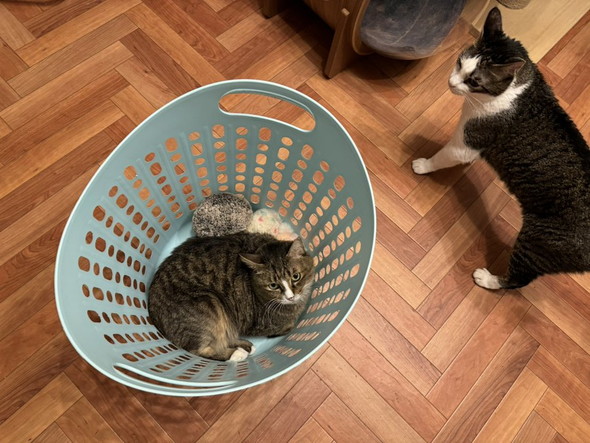 洗濯カゴに入った猫ちゃん