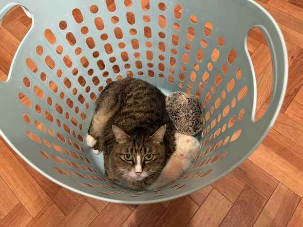 洗濯カゴに入った猫ちゃん