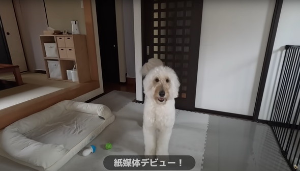 撮影現場で大暴れするワンコ