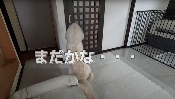 撮影現場で大暴れするワンコ