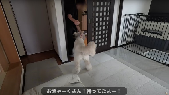 撮影現場で大暴れするワンコ