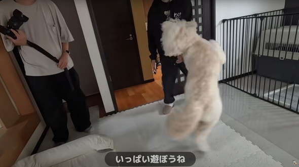 撮影現場で大暴れするワンコ