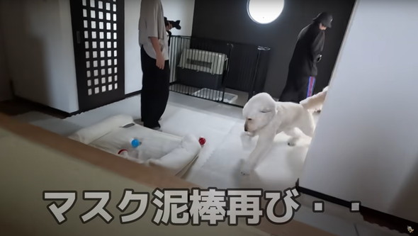 撮影現場で大暴れするワンコ