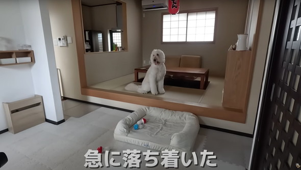 撮影現場で大暴れするワンコ