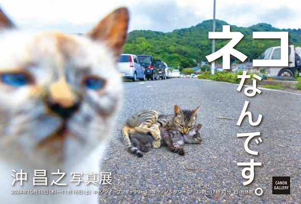必死すぎるネコ