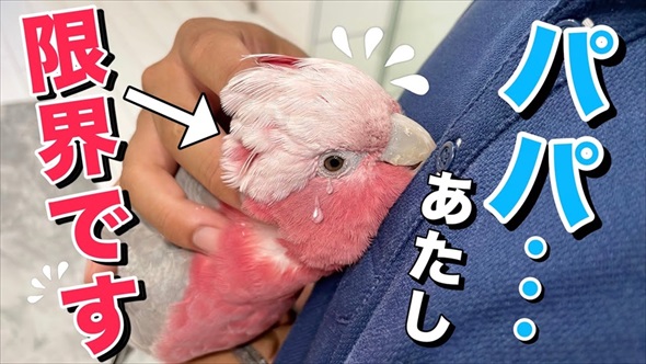 パパとの再会がうれしくて限界を迎えたオウム