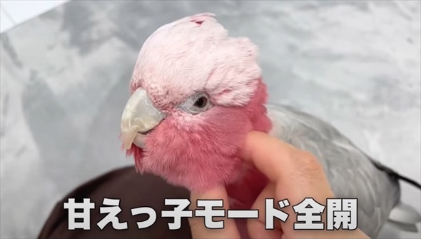 パパとの再会がうれしくて限界を迎えたオウム